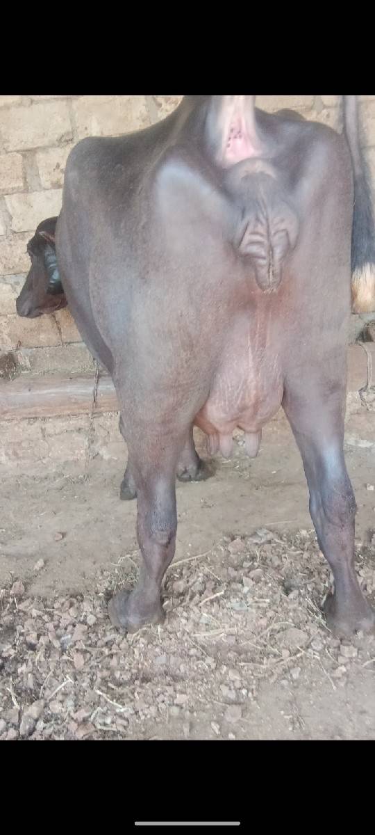આ ભેંસ વેચવાની છે