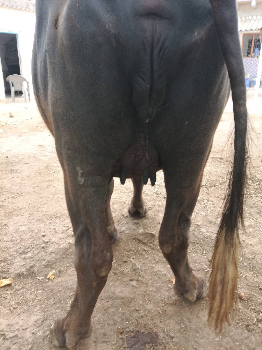 પેલું વેતર