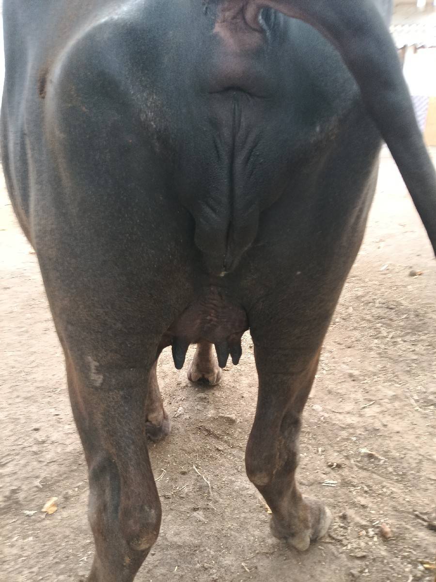 પેલું વેતર