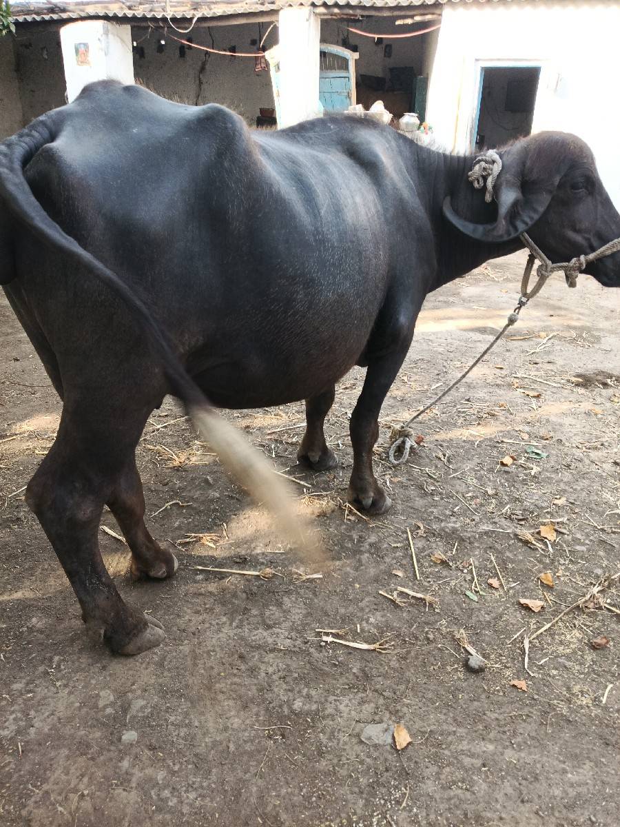 પેલું વેતર