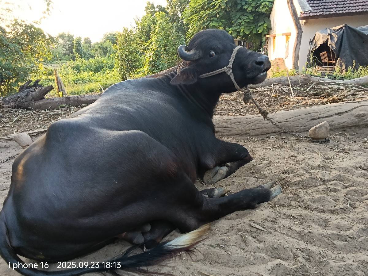 વેચવાન છે