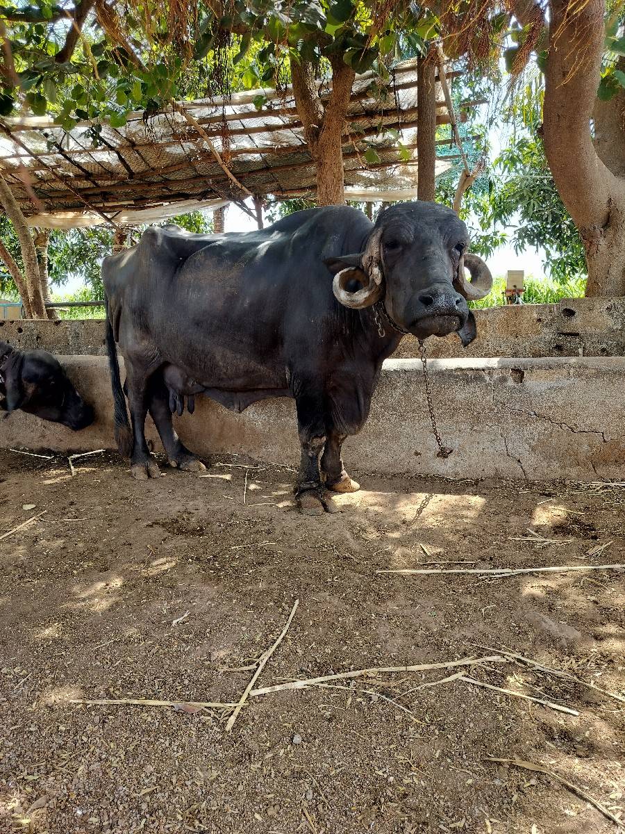 ભેંસ વેસવાની સે