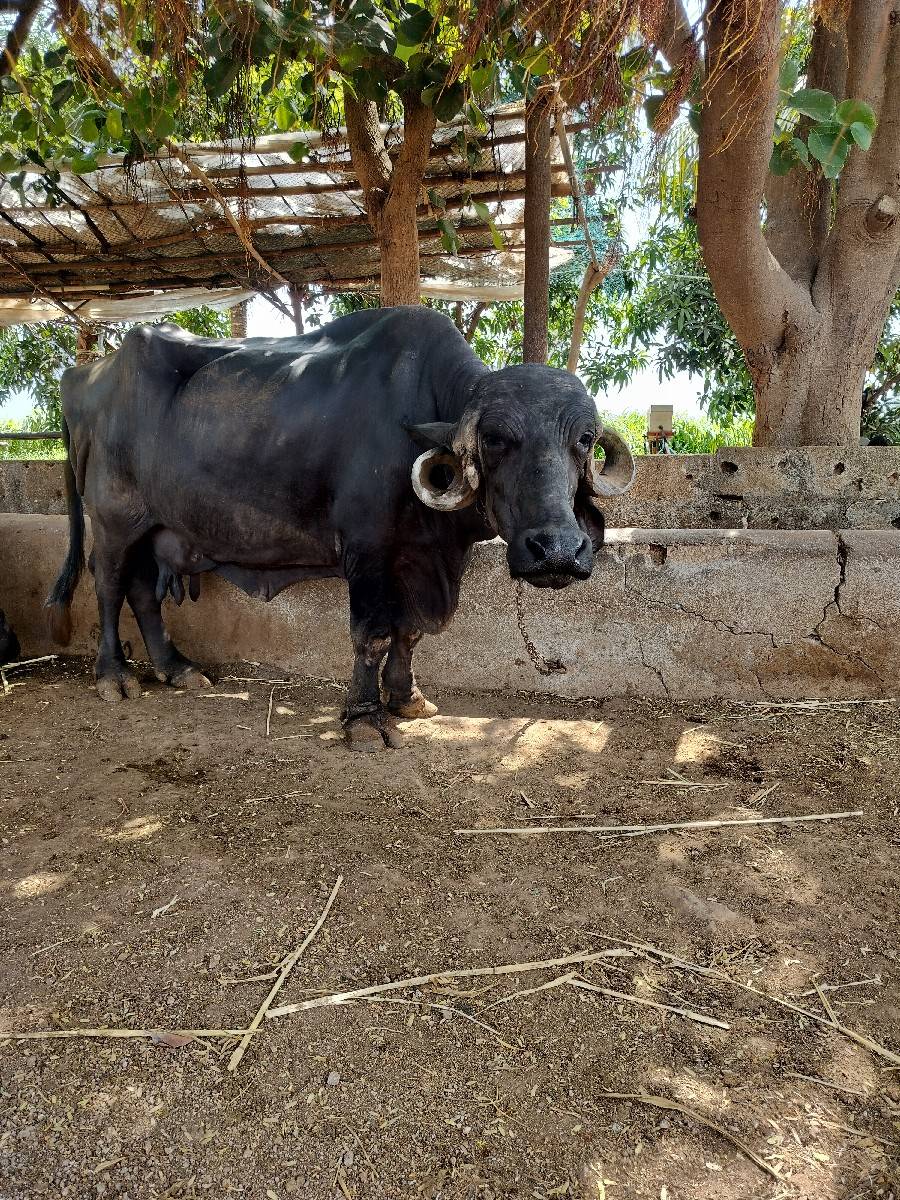 ભેંસ વેસવાની સે