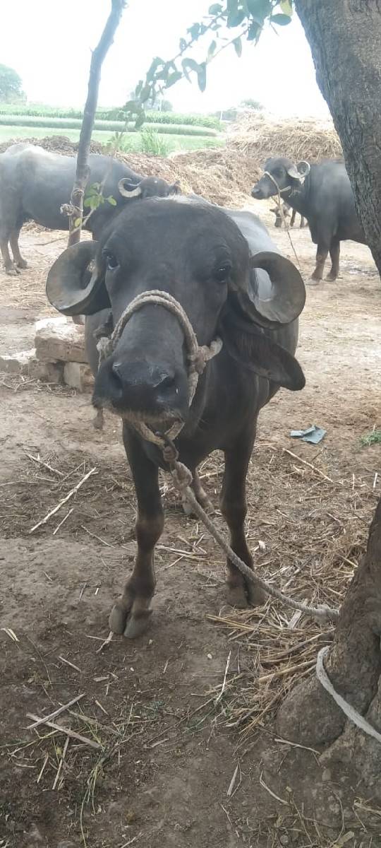 વેચવાની છે