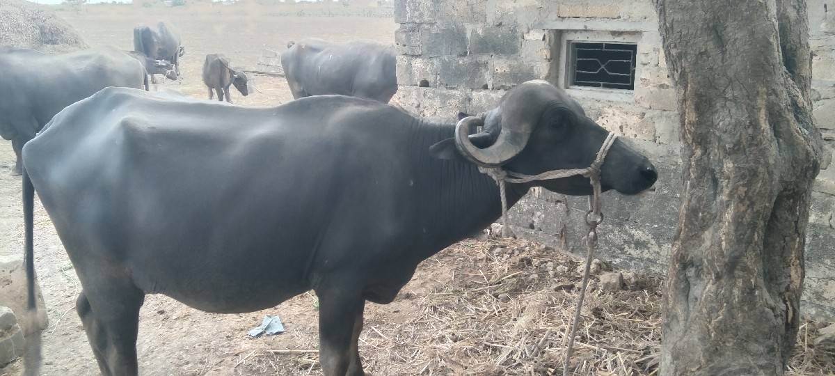વેચવાની છે