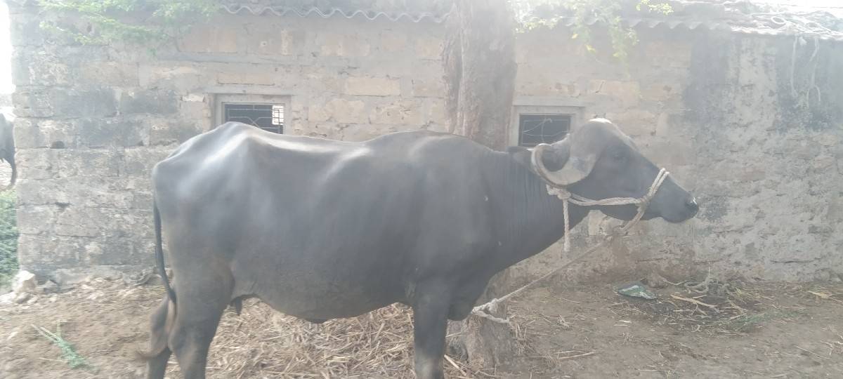 વેચવાની છે