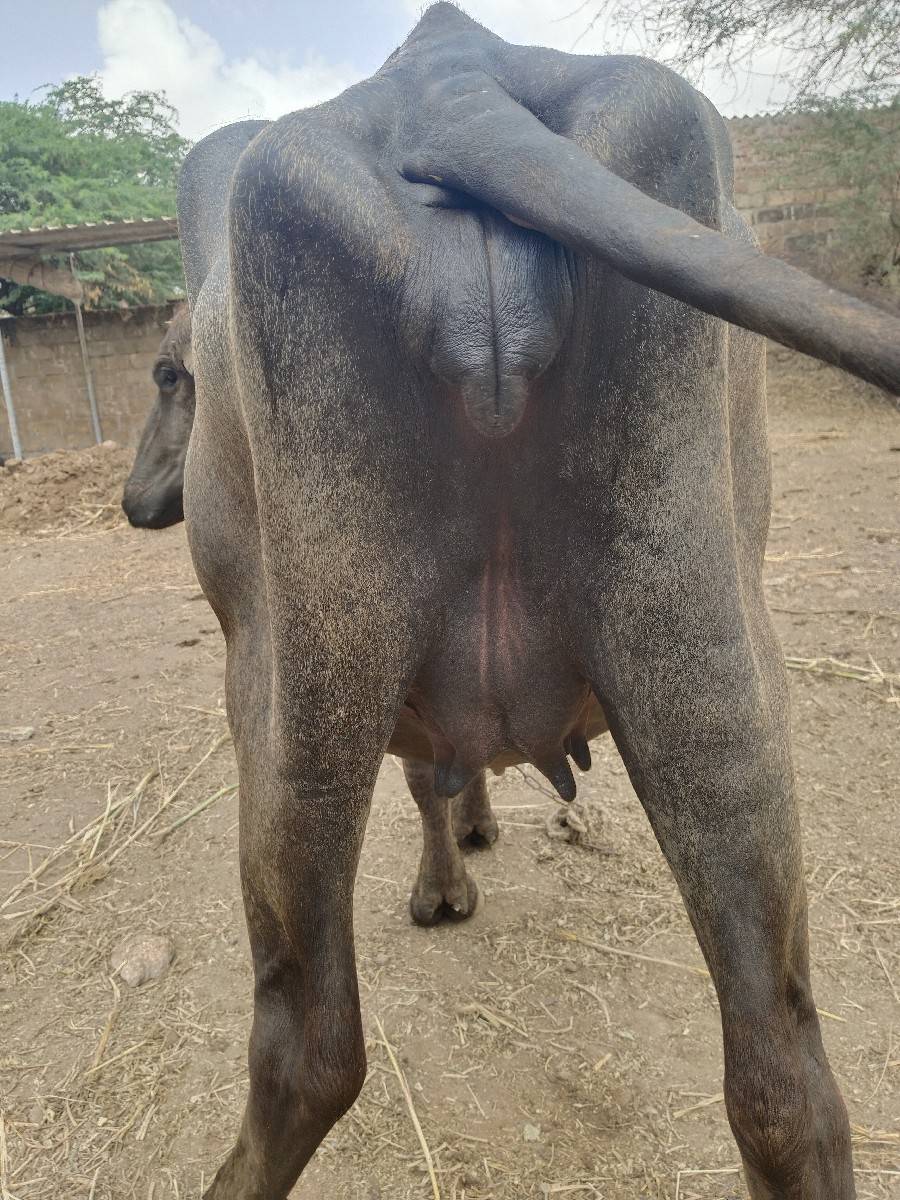 પેલું વેતર છે