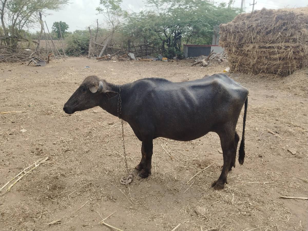 પેલું વેતર છે