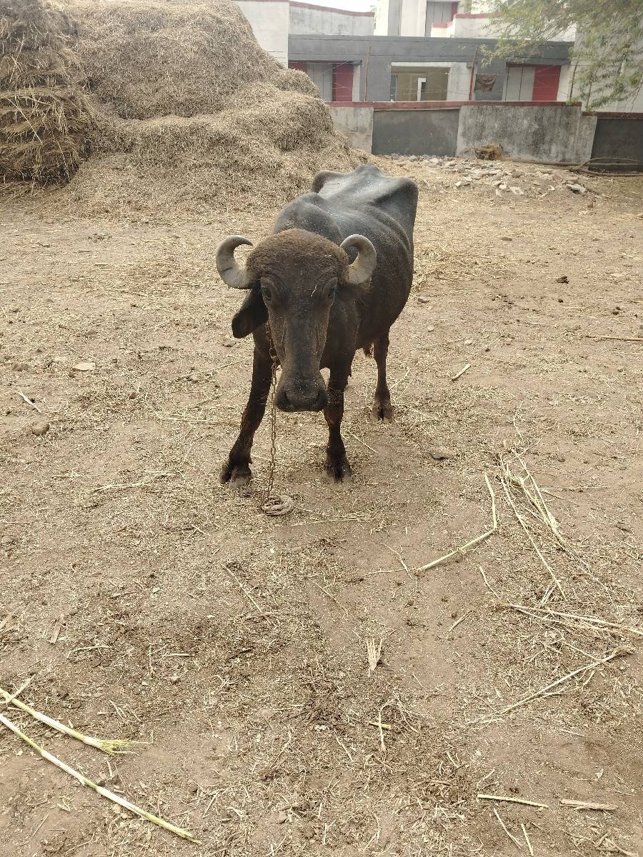 પેલું વેતર છે