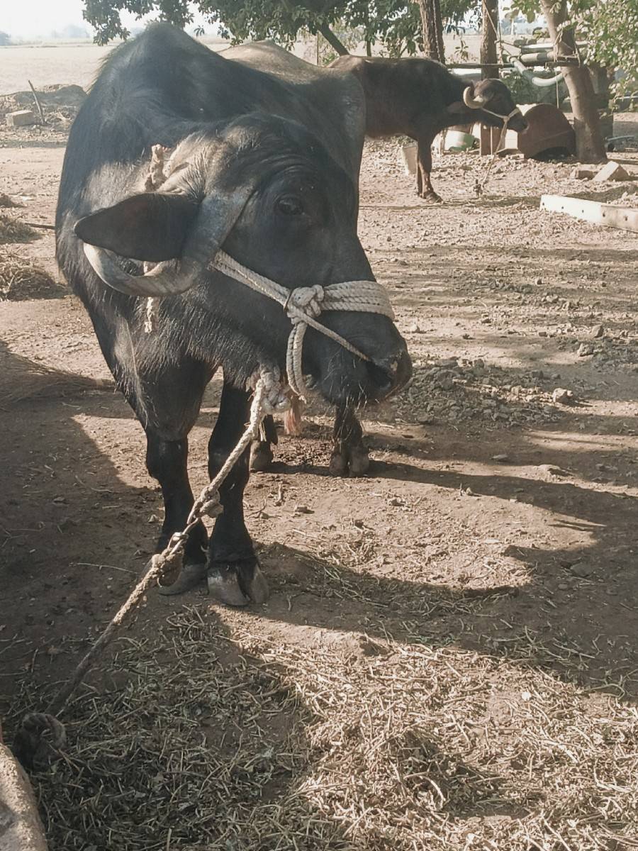 9 મહિન ગાભણ છે ટોટલ જવાબ દીરી