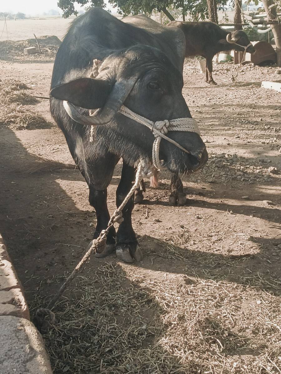 9 મહિન ગાભણ છે ટોટલ જવાબ દીરી