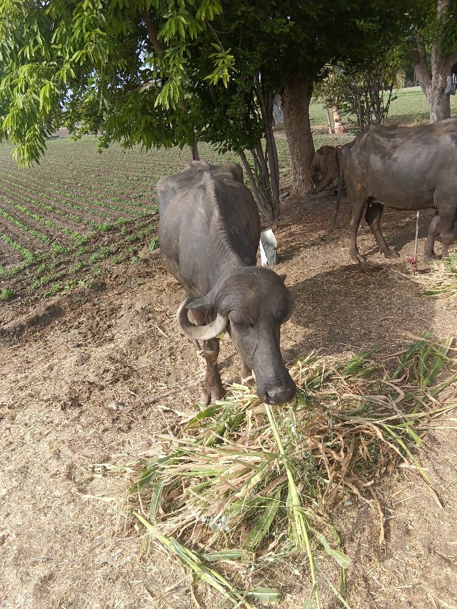 વેચવાની