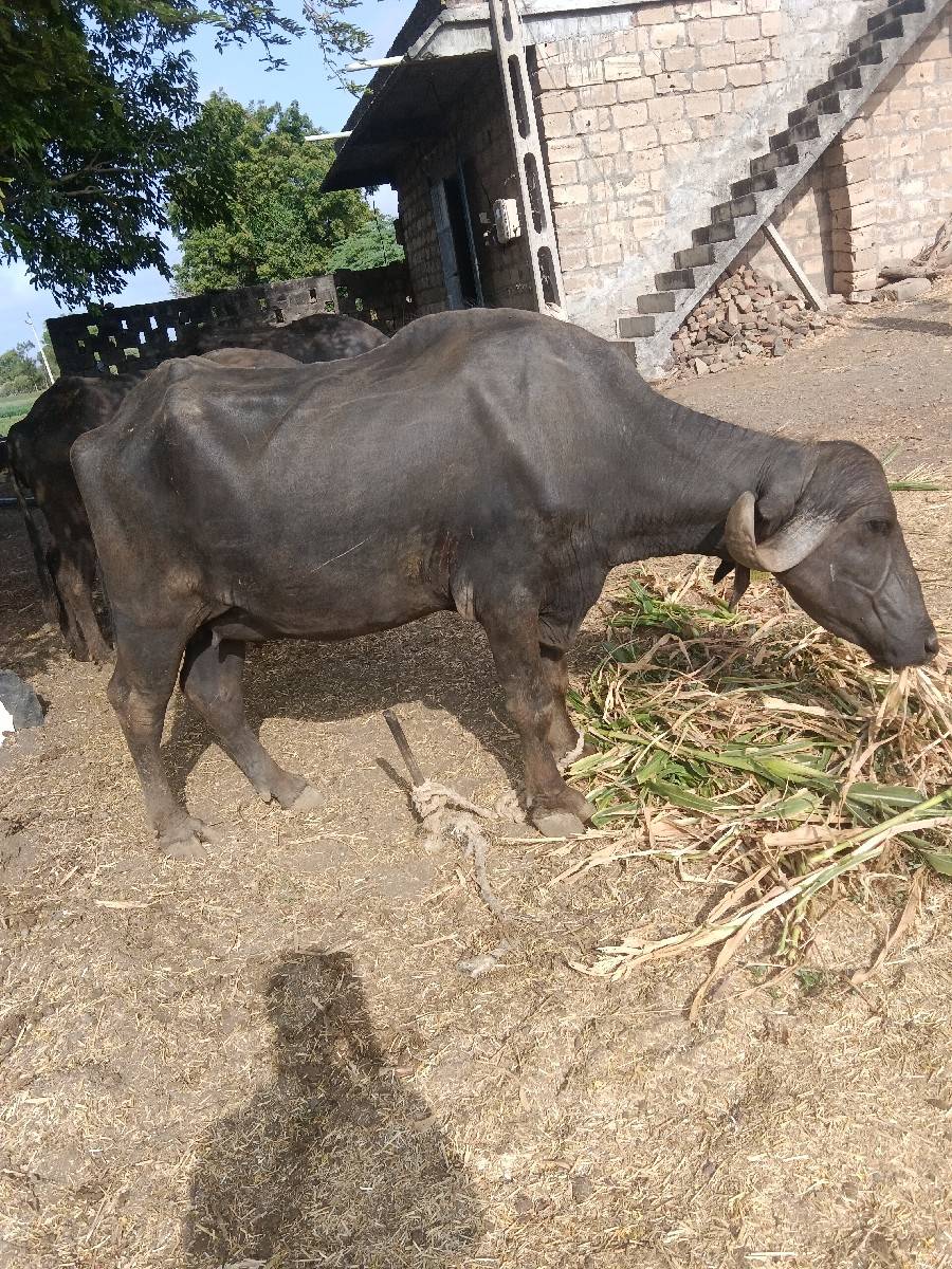 વેચવાની