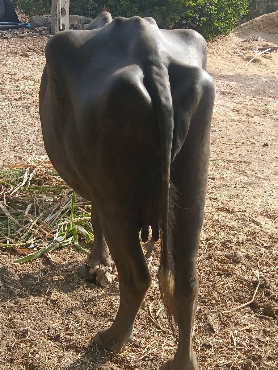 વેચવાની