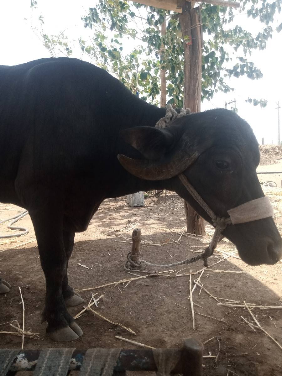 ખડેલી 3,5 વરસ ની વેચવાની