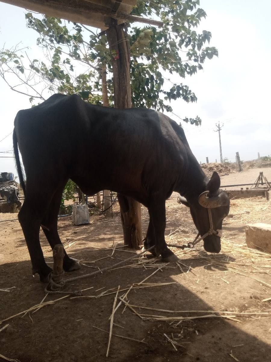 ખડેલી 3,5 વરસ ની વેચવાની