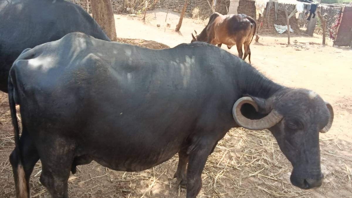 ભેંશ વેસવા ની છે
