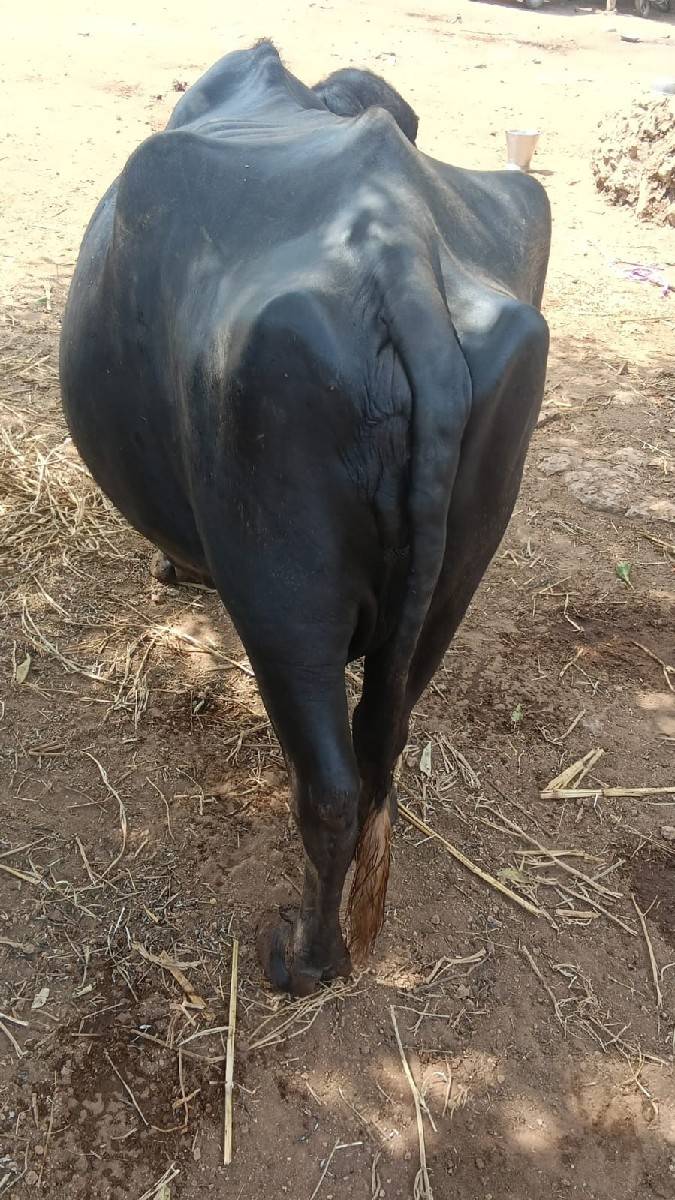 ભેંશ વેસવા ની છે