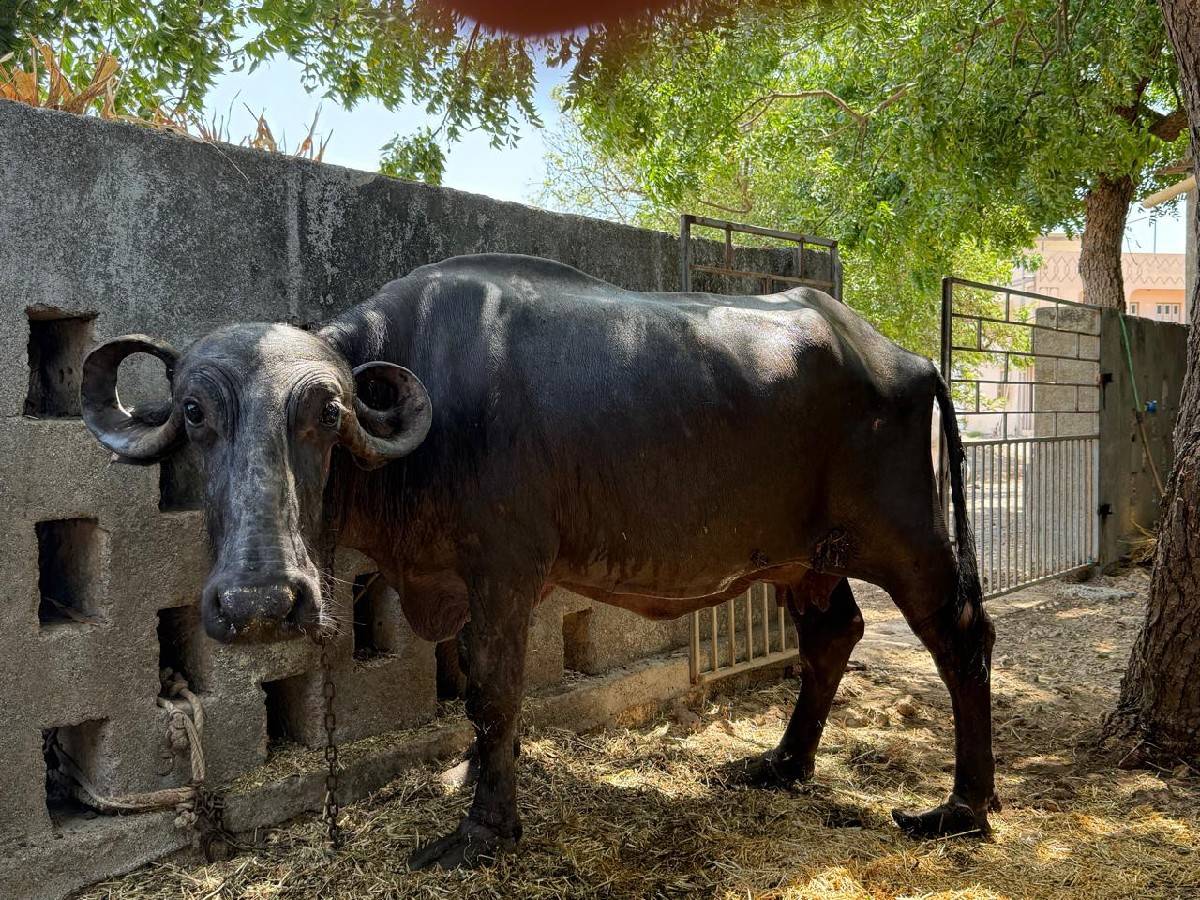 ભેંસ વેસવાની છે