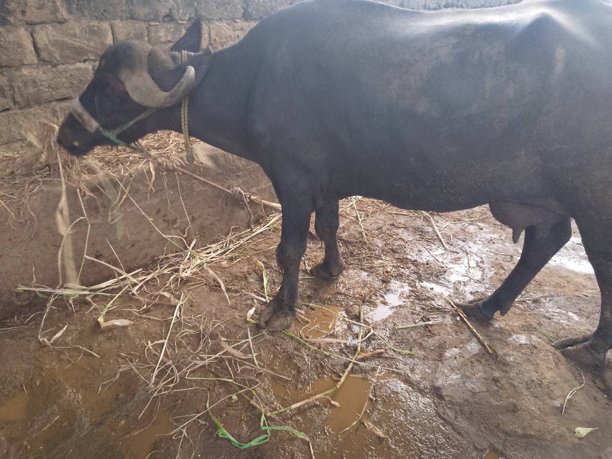 દોઠ મહીના વ્યાણલ