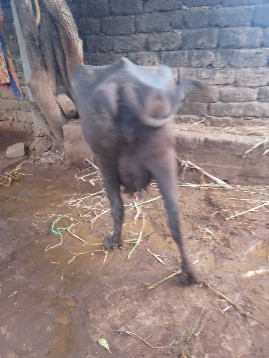 દોઠ મહીના વ્યાણલ
