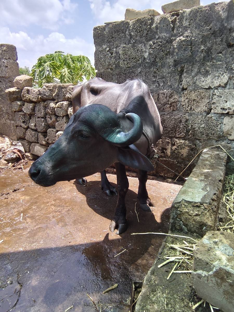 બે ખડેલા વેચવાના છે.