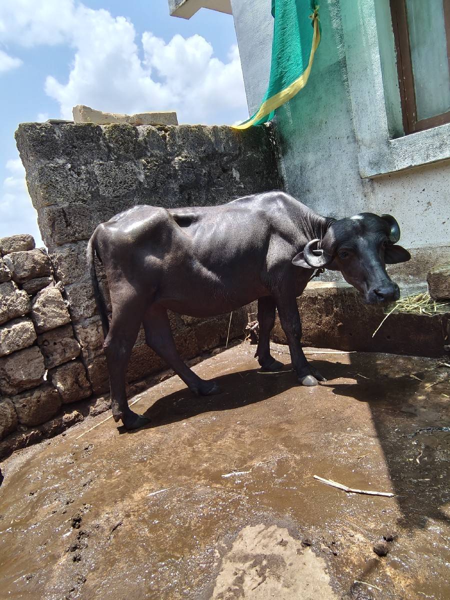 બે ખડેલા વેચવાના છે.