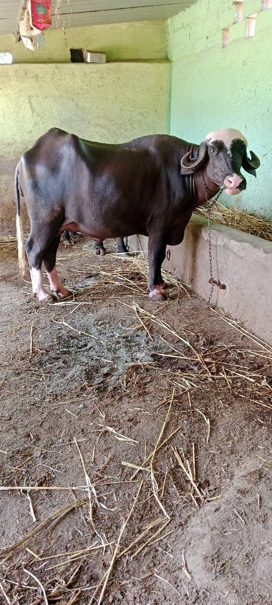 બે ખડેલી વેસવા ની સે