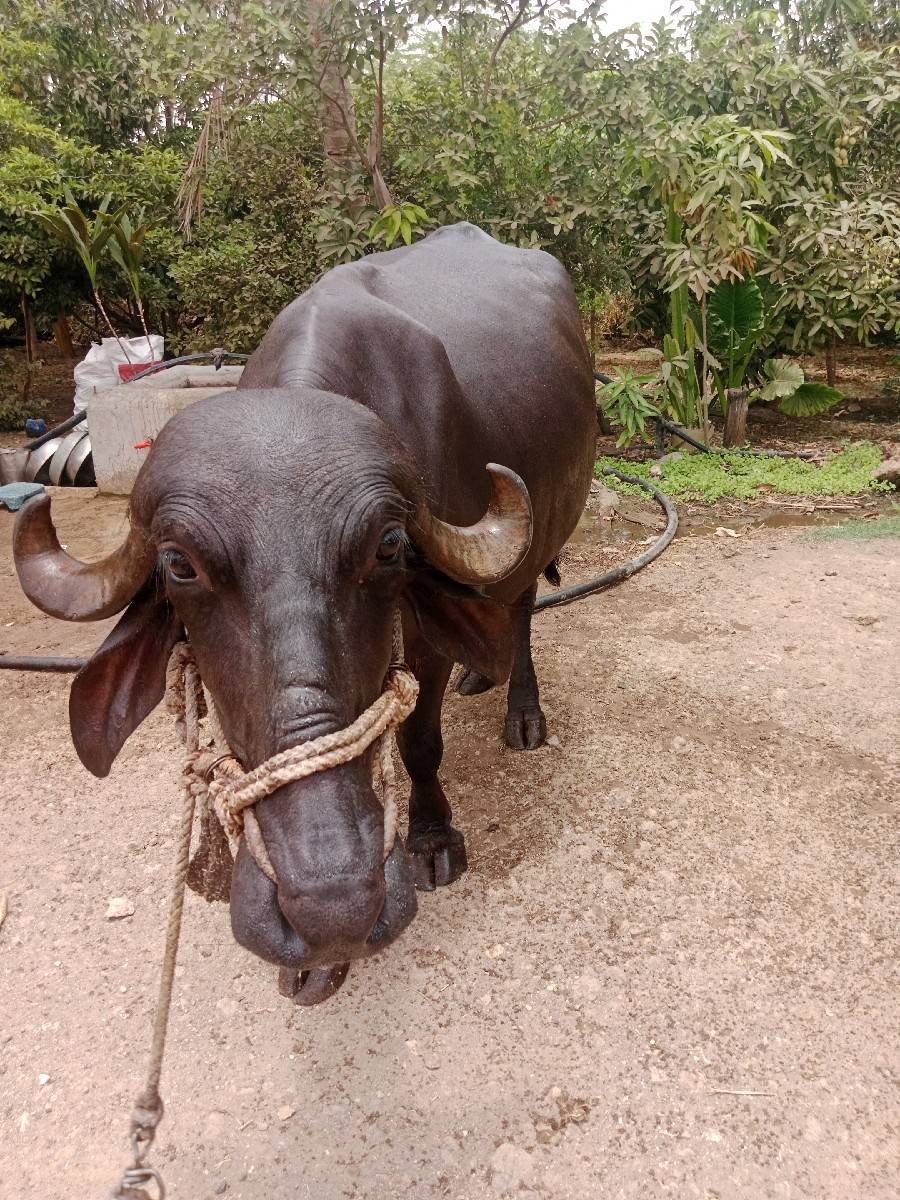 ખડેલી વેચવાની છે