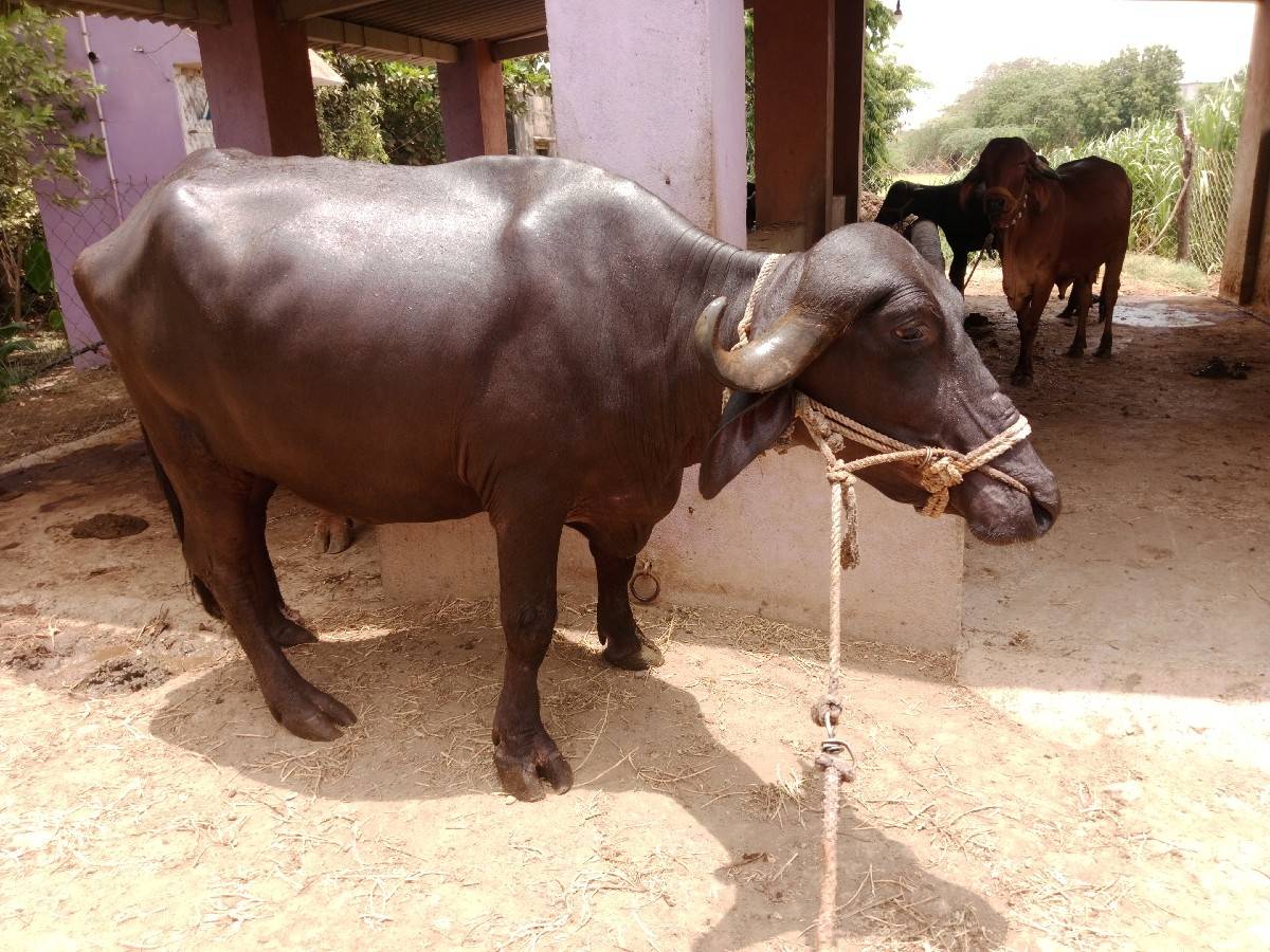 ખડેલી વેચવાની છે