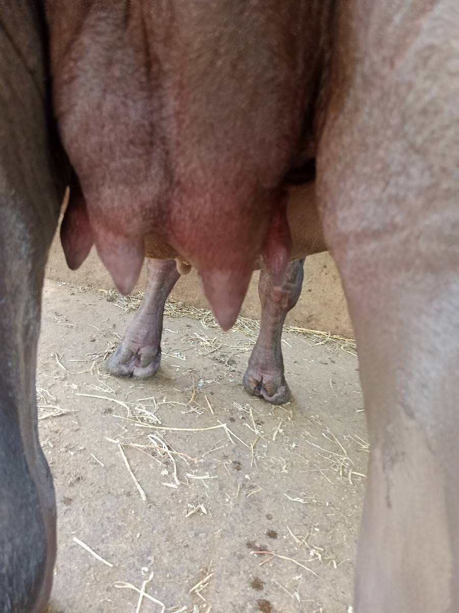 ખડેલી વેચવાની છે