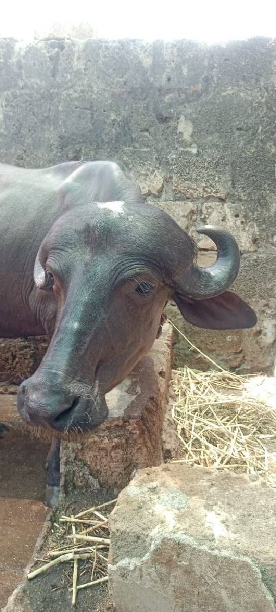 ખડેલા બે વેચવાના છે