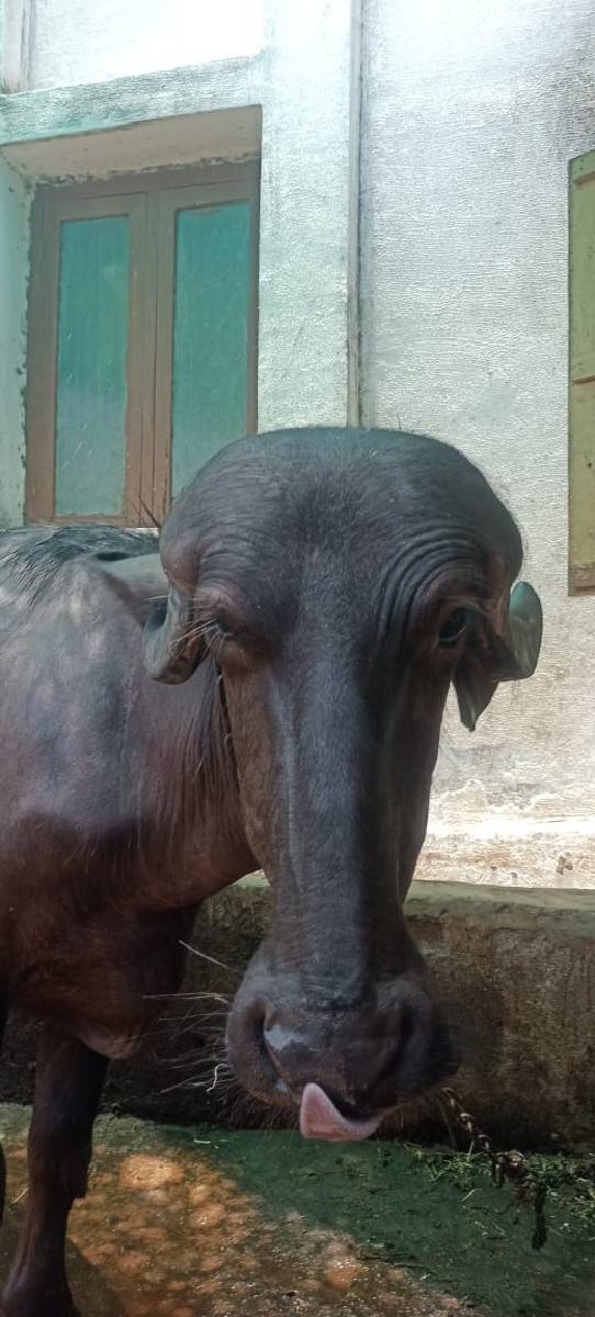 ખડેલા બે વેચવાના છે