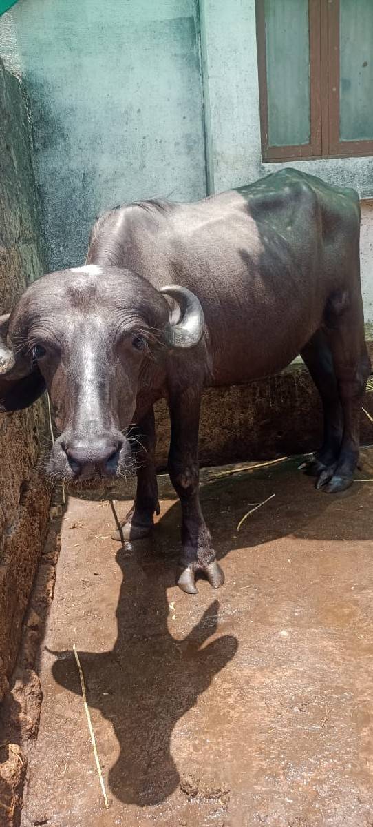ખડેલા બે વેચવાના છે