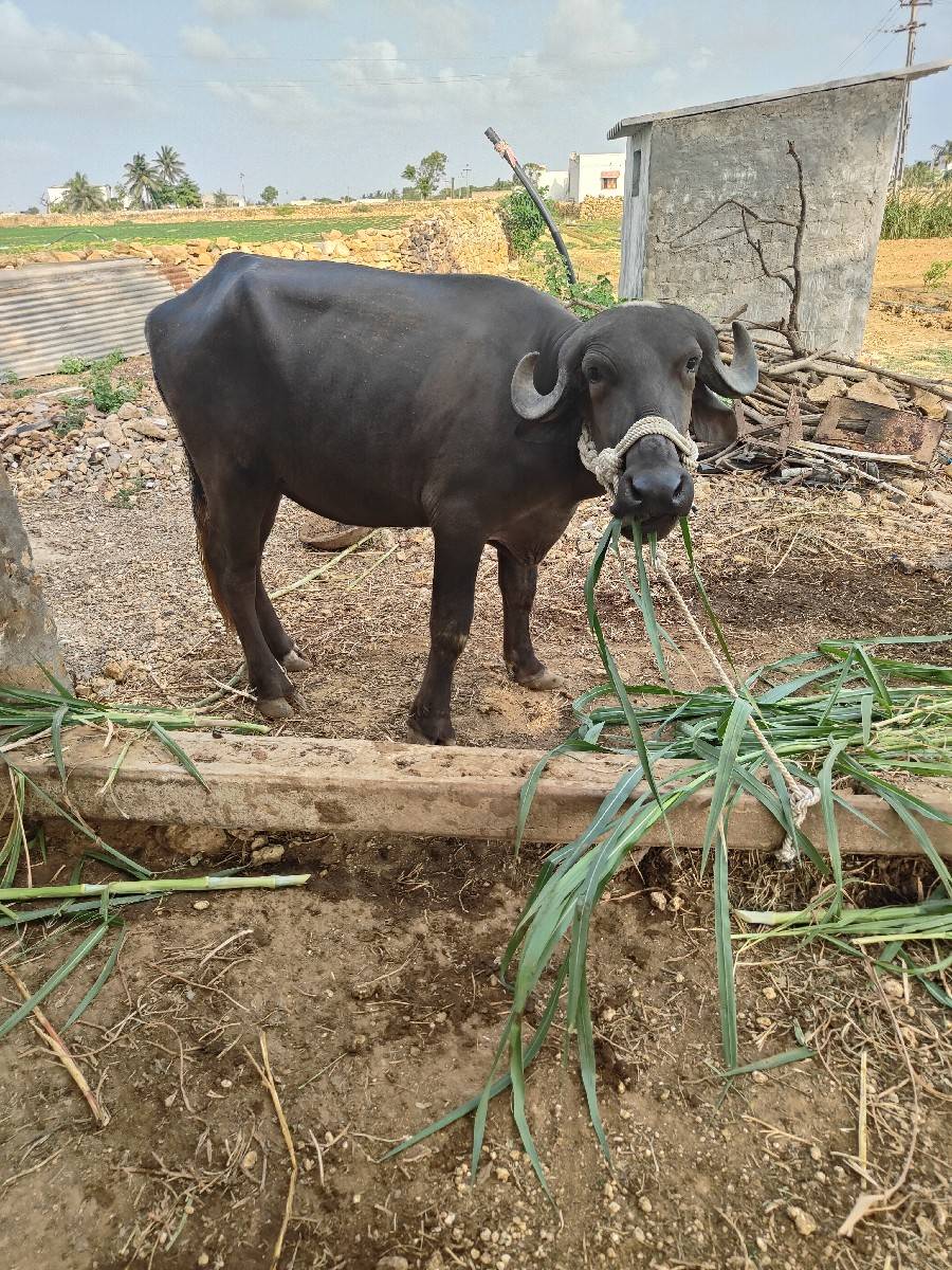 ચાર ખડેલા વેચવાના છે