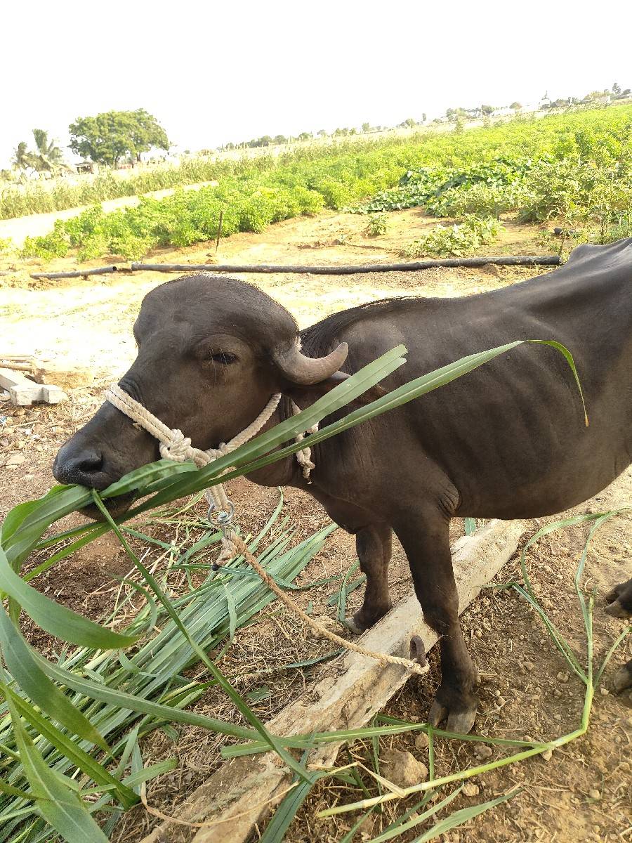ચાર ખડેલા વેચવાના છે