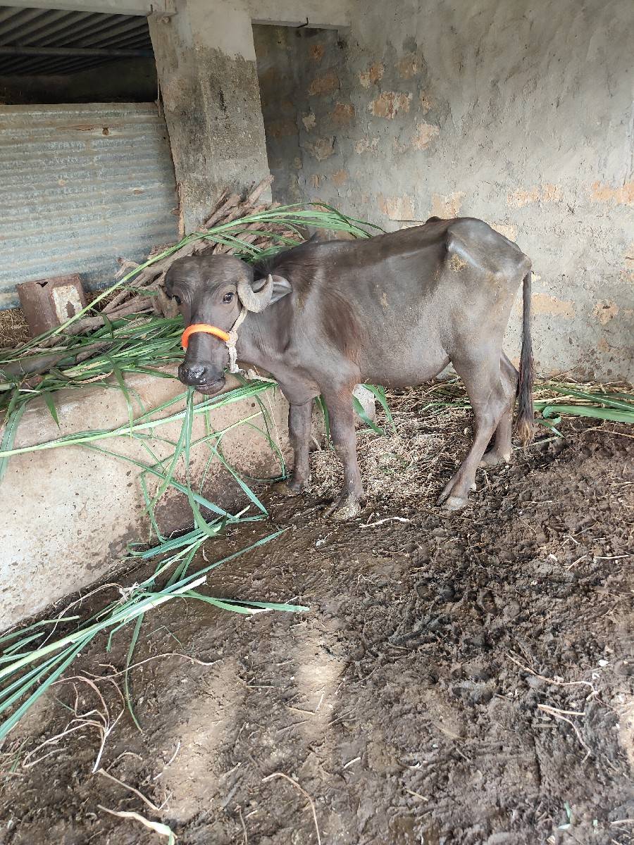 ચાર ખડેલા વેચવાના છે
