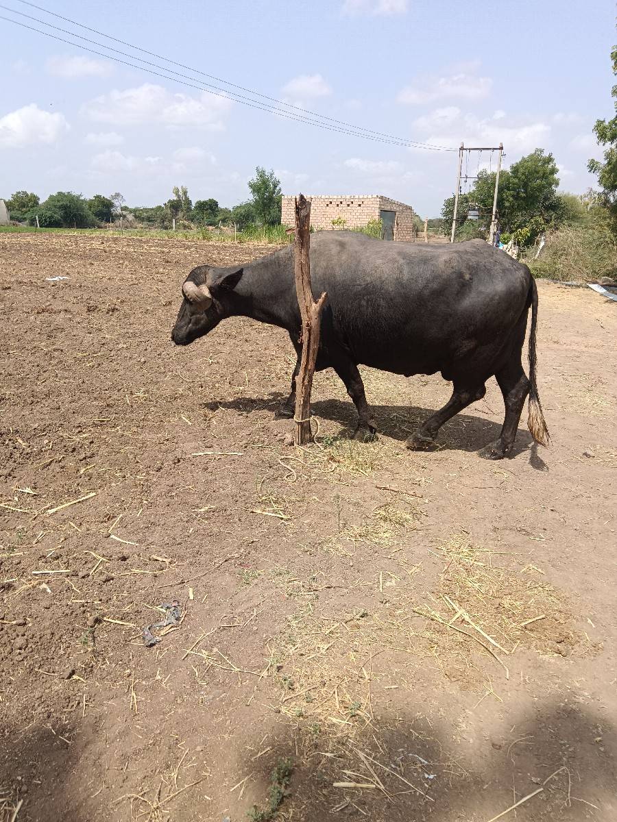 બે મહિના ની વાર છે