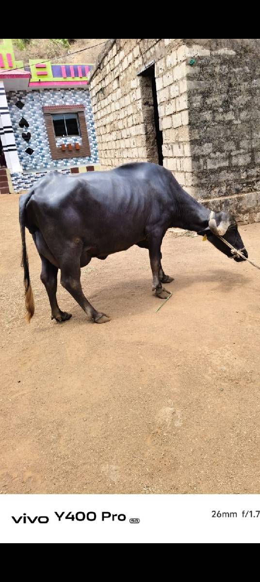 ભેંસ વેચવાની છે