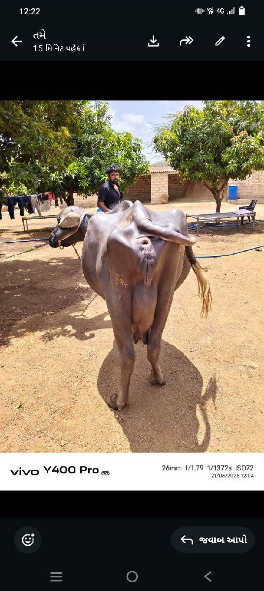ભેંસ વેચવાની છે