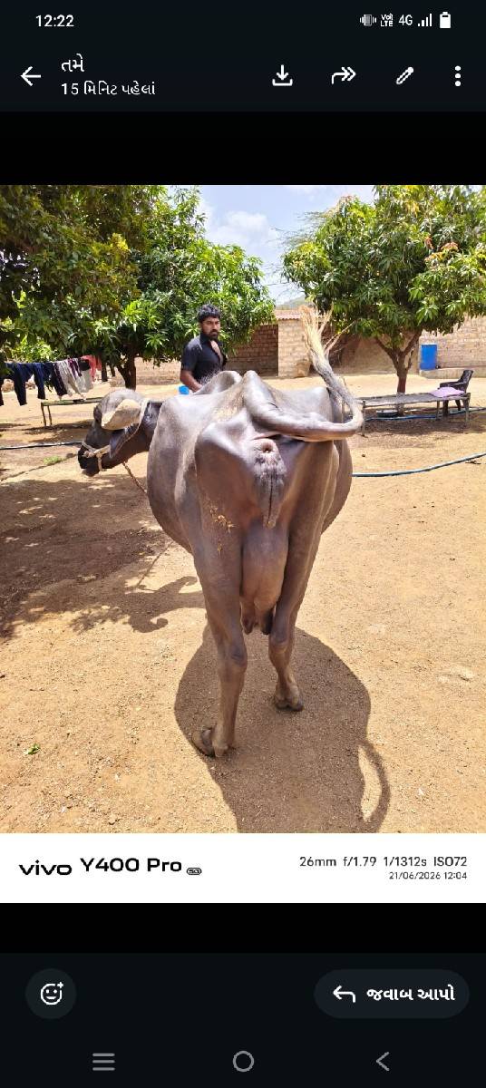 ભેંસ વેચવાની છે