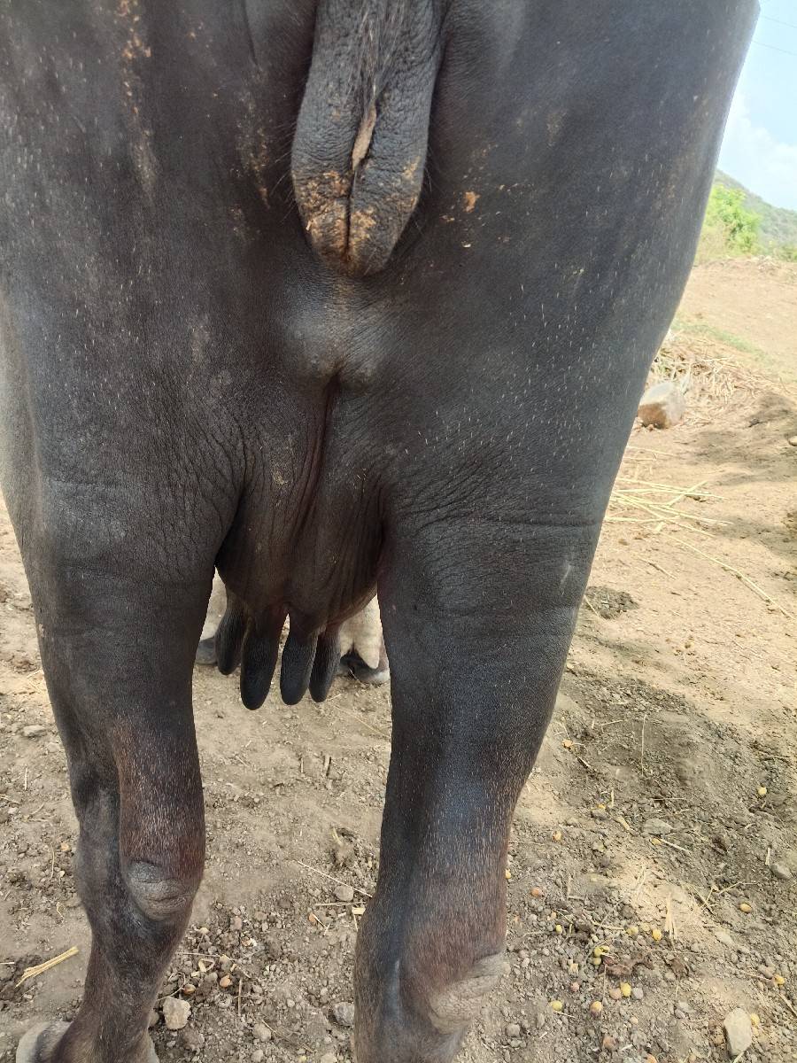 વેચવાનીછે