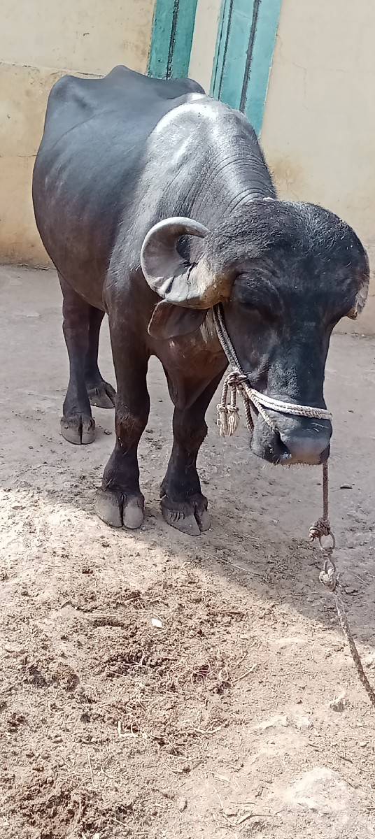 પાડો