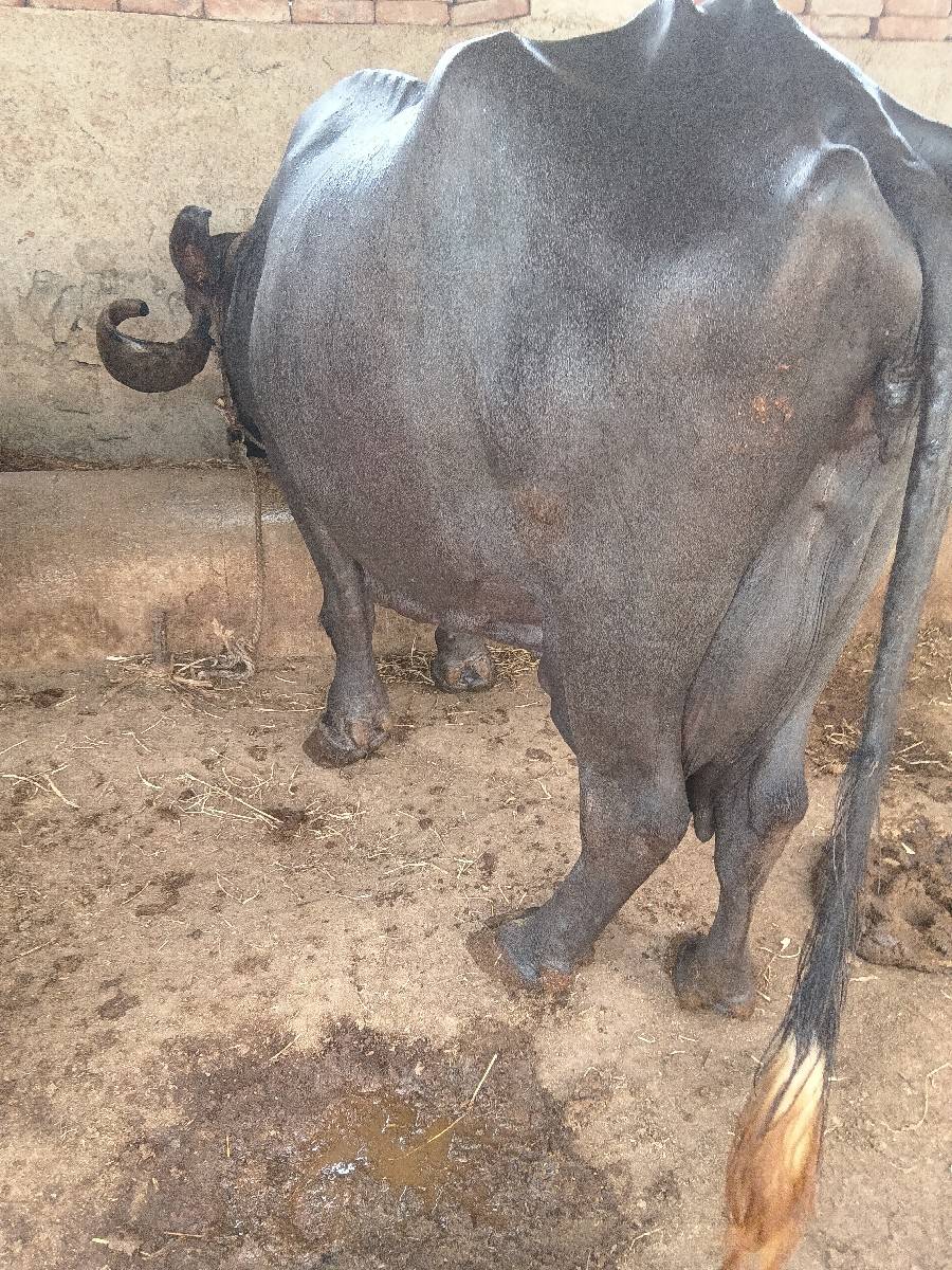 ભેંશ વેશવાની છે