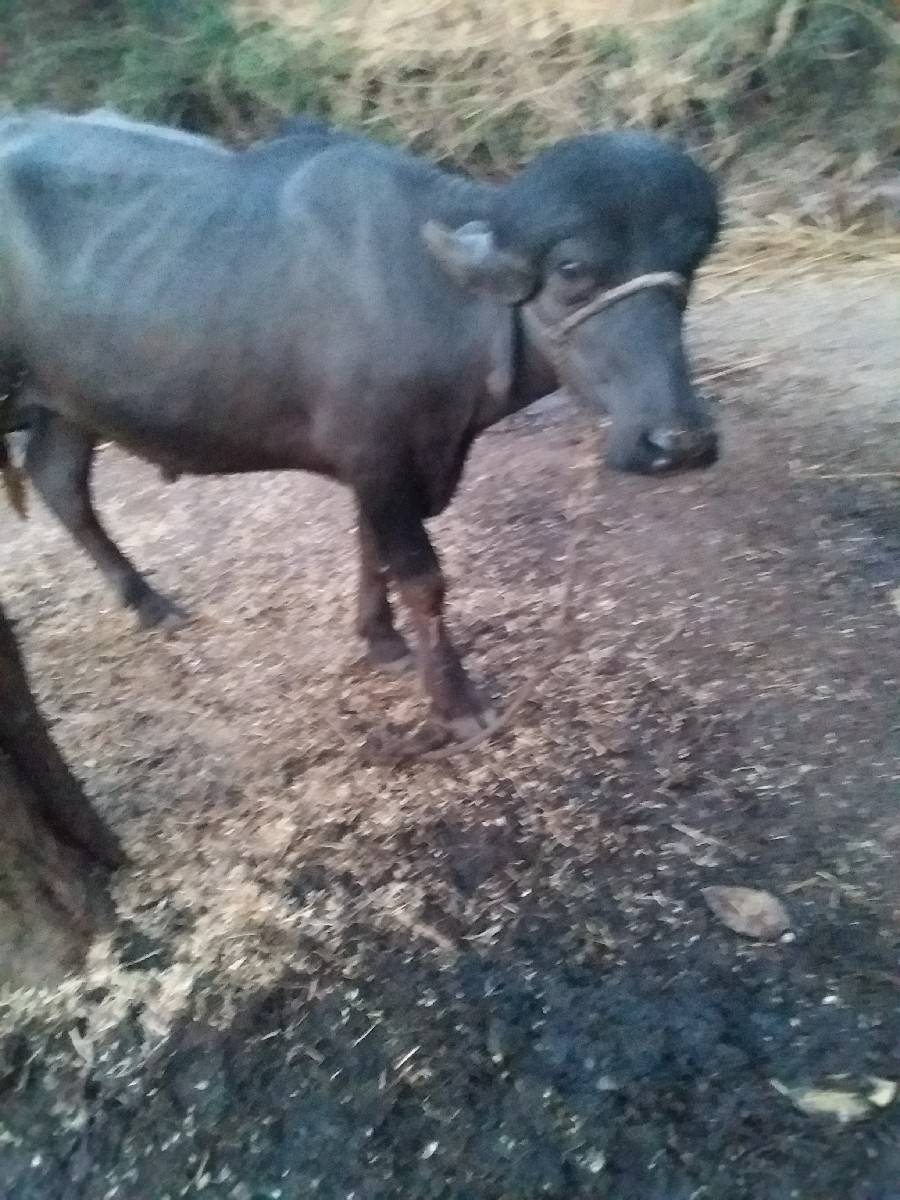 પાડો વેસવાનોછે