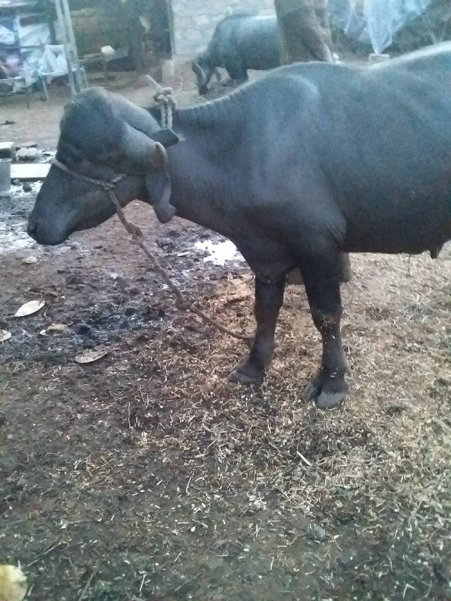 પાડો વેસવાનોછે