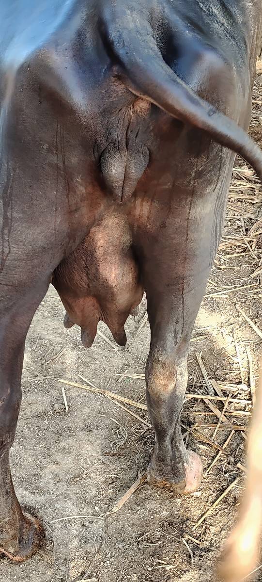 ભેંસ વેચવાની છે