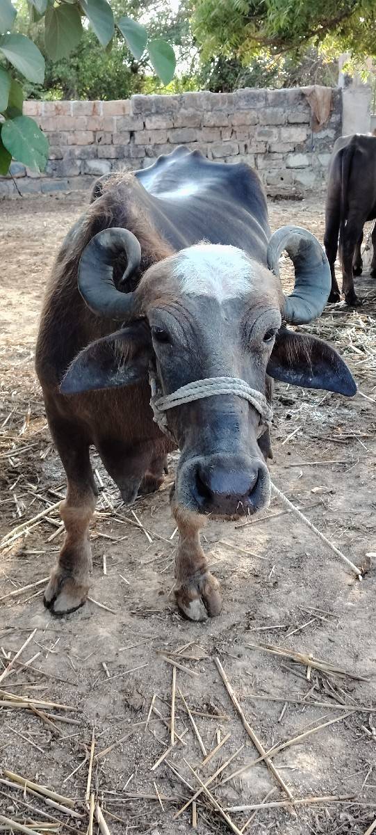 ભેંસ વેચવાની છે