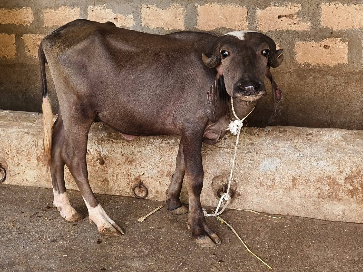 તણ‌ જાફરાબાદી પાડી વેચવાની છે