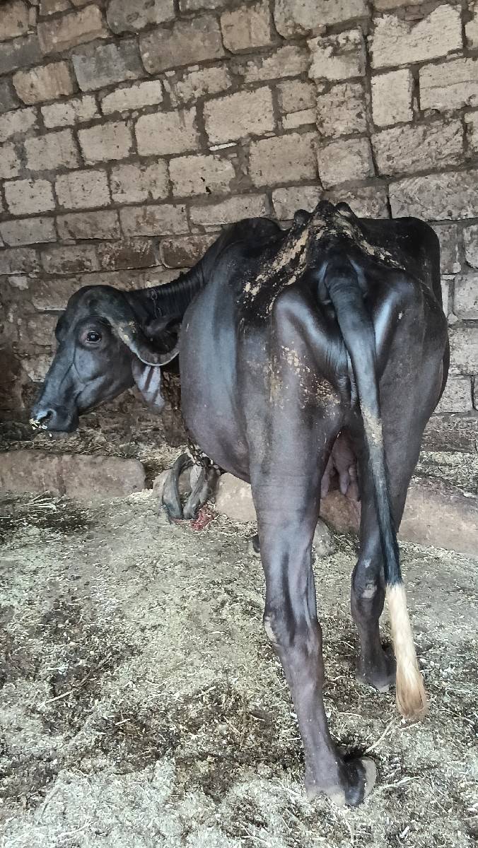 અખંડ ખડેલી છે નવ મહિના ગાભણી છે